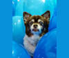 Oreo, a Chihuahua tested with EmbarkVet.com