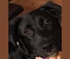 Ziggy, a Labrador Retriever and Rottweiler mix tested with EmbarkVet.com
