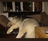 Apollo, an Alaskan Malamute and German Shepherd Dog mix tested with EmbarkVet.com