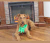 Slainte, an Irish Terrier tested with EmbarkVet.com