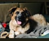 Guzzi, a German Shepherd Dog and Labrador Retriever mix tested with EmbarkVet.com