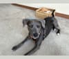 Tobi-ko, a Staffordshire Terrier and Doberman Pinscher mix tested with EmbarkVet.com