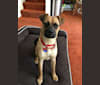 Ripley, a Boxer and German Shepherd Dog mix tested with EmbarkVet.com