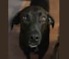 Braxton, a Mountain Cur tested with EmbarkVet.com