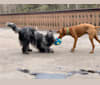 Raj the Wonderdog, a Poodle (Standard) and Miniature/MAS-type Australian Shepherd mix tested with EmbarkVet.com