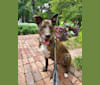 Bentley, an American Pit Bull Terrier and Golden Retriever mix tested with EmbarkVet.com