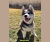 Aero, an Alaskan Malamute and Siberian Husky mix tested with EmbarkVet.com