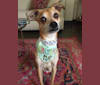 Rupert, a Rat Terrier and Pekingese mix tested with EmbarkVet.com
