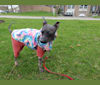 Photo of Dante, an American Hairless Terrier  in Ontario, Canada