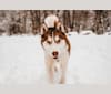 Winter, a Siberian Husky tested with EmbarkVet.com