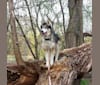 Mazzy, a Siberian Husky and Alaskan Malamute mix tested with EmbarkVet.com