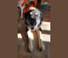 Mia, a Golden Retriever and German Shepherd Dog mix tested with EmbarkVet.com