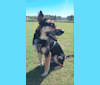 Harvey, a German Shepherd Dog and Chow Chow mix tested with EmbarkVet.com