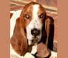 Photo of Tucker, a Basset Hound  in Aiken, South Carolina, USA