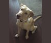 Reilly, a Labrador Retriever and Miniature Schnauzer mix tested with EmbarkVet.com