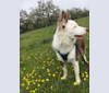 Denali (Denny), a Border Collie and Australian Cattle Dog mix tested with EmbarkVet.com