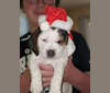 Photo of Cody, a Beagle  in Enumclaw, Washington, USA