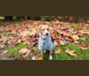 Marnie, a Chihuahua and Dachshund mix tested with EmbarkVet.com
