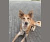 Cooper, a South Asian Village Dog tested with EmbarkVet.com