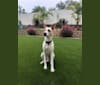 Duke, a German Shepherd Dog and Boxer mix tested with EmbarkVet.com