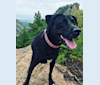Lucy, a Labrador Retriever and Mountain Cur mix tested with EmbarkVet.com