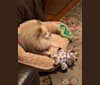 Rockwell, a Pomeranian and Australian Shepherd mix tested with EmbarkVet.com
