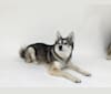 Clint, an Alaskan Klee Kai tested with EmbarkVet.com