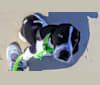 Luna Raven, an American Foxhound and Labrador Retriever mix tested with EmbarkVet.com