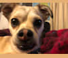 Daisy, a Chihuahua and Rat Terrier mix tested with EmbarkVet.com