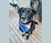 Boe, a Labrador Retriever and Australian Cattle Dog mix tested with EmbarkVet.com