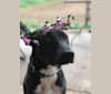 Photo of Zia, a Border Collie, American Bully, German Shepherd Dog, and Labrador Retriever mix in Roswell, New Mexico, USA
