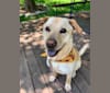 Photo of Cooper, a Chow Chow, German Shepherd Dog, Labrador Retriever, American Staffordshire Terrier, and Mixed mix in North Dakota, USA