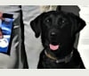 Ripple, a Labrador Retriever tested with EmbarkVet.com
