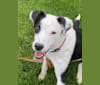 Frankie, an Australian Cattle Dog and American Pit Bull Terrier mix tested with EmbarkVet.com