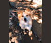 Photo of Koda, an American Eskimo Dog and Miniature/MAS-type Australian Shepherd mix in Kansas, USA