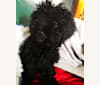 Shiva Diva, a Poodle (Small) tested with EmbarkVet.com