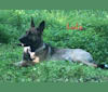 Tallulah, a German Shepherd Dog and Chow Chow mix tested with EmbarkVet.com