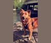 Daisy, a German Shepherd Dog and Rottweiler mix tested with EmbarkVet.com
