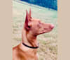 Teddi, a Pharaoh Hound tested with EmbarkVet.com