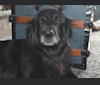Dug, a Golden Retriever and Border Collie mix tested with EmbarkVet.com