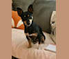 Tess, a Chihuahua and Pomeranian mix tested with EmbarkVet.com