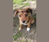 Photo of Pascal, a Mountain Cur, Boxer, American Pit Bull Terrier, Australian Shepherd, and Rottweiler mix in KCMO, Missouri, USA