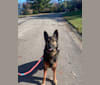 Taz, a German Shepherd Dog tested with EmbarkVet.com