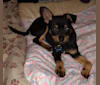 Saejin, a Chihuahua and Rat Terrier mix tested with EmbarkVet.com