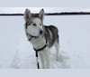 Turing, a Siberian Husky tested with EmbarkVet.com