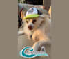 Augie, a Pomeranian and Chihuahua mix tested with EmbarkVet.com