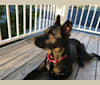 Jameson, a German Shepherd Dog and Labrador Retriever mix tested with EmbarkVet.com