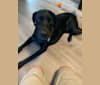 Charlie, a Golden Retriever and German Shorthaired Pointer mix tested with EmbarkVet.com