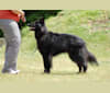 Colt, a Belgian Shepherd tested with EmbarkVet.com