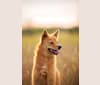 Photo of Fionna the Brave, a Finnish Spitz  in Lethbridge, AB, Canada